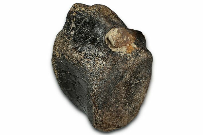 Fossil Iguanodontid Dinosaur (Mantellisaurus) Vertebra - England #352096